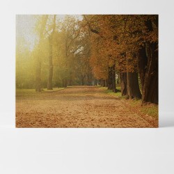 Fotolienzos